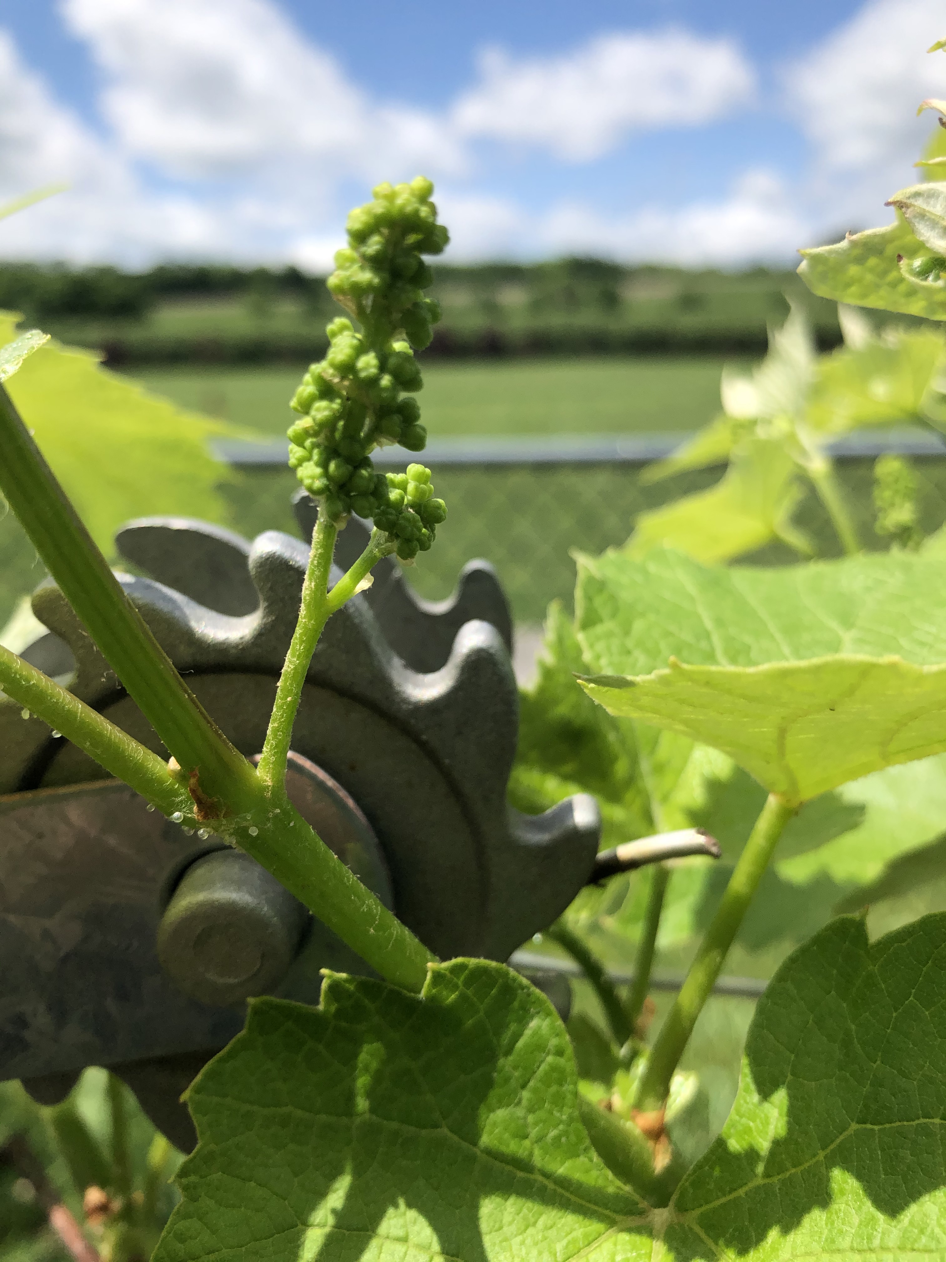grapes growing